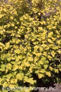 Physocarpus opulifolius 'Dart's Gold'